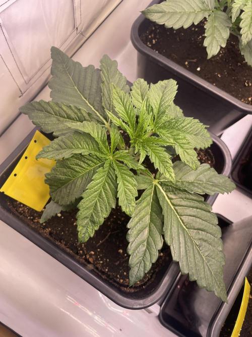 Hella3Jelly. Week 3