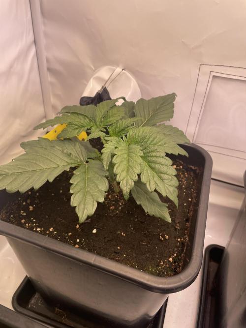 Hella3Jelly. Week 3