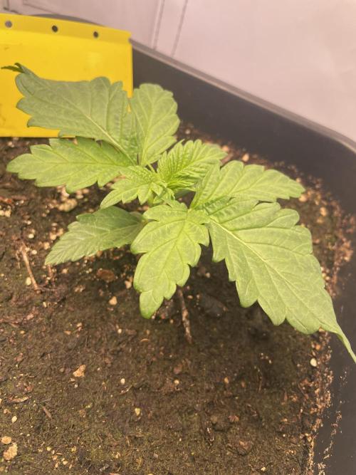 Hella3Jelly. Week 3