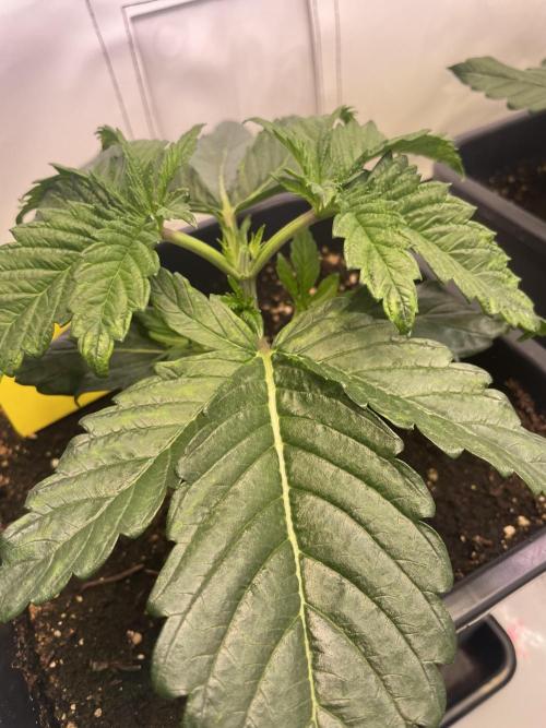 Hella3Jelly. Week 3