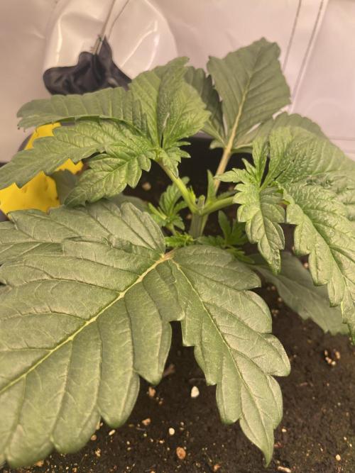 Hella3Jelly. Week 3