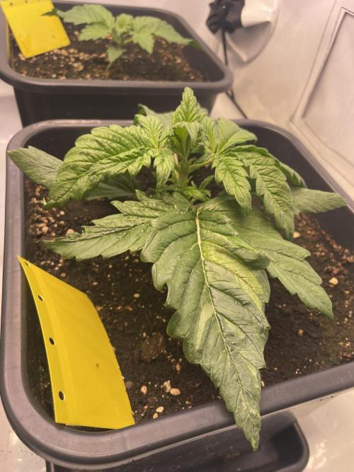 Quick2Mass. Week 3
