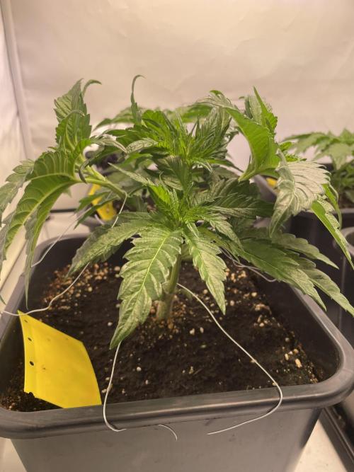 Hella3Jelly. Week 4