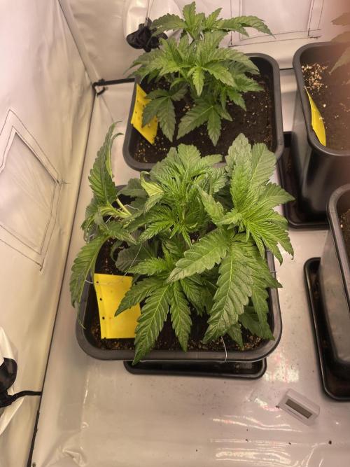 Hella3Jelly. Week 4