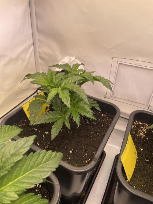 Hella3Jelly. Week 4