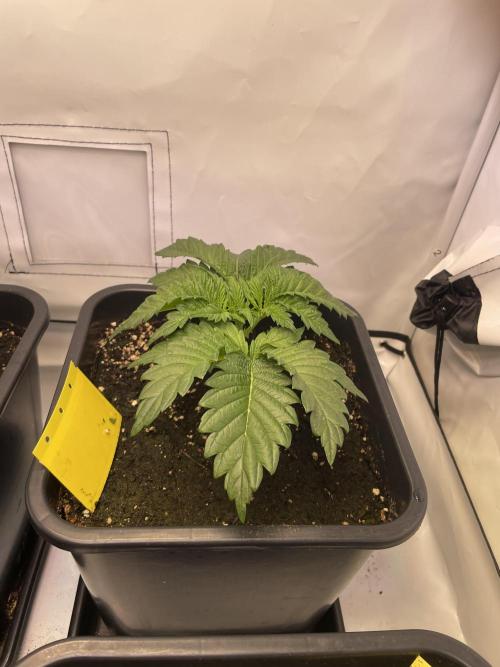 Hella3Jelly. Week 4