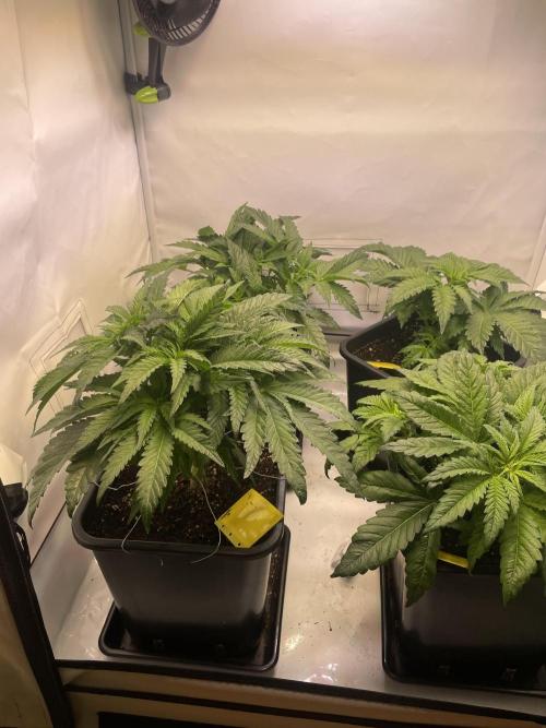 Hella3Jelly. Week 5