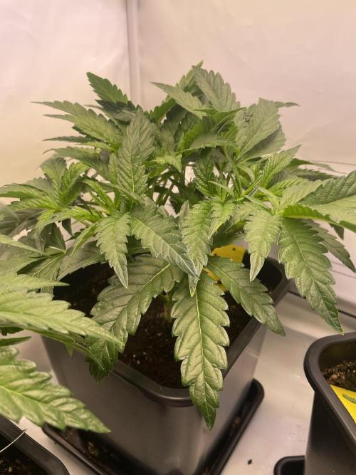Hella3Jelly. Week 5