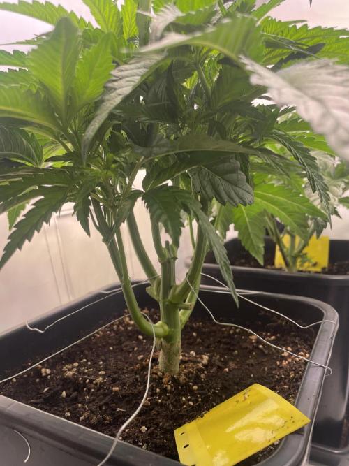 Hella3Jelly. Week 5