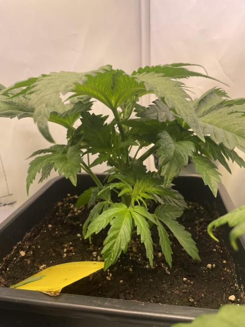 Hella3Jelly. Week 5