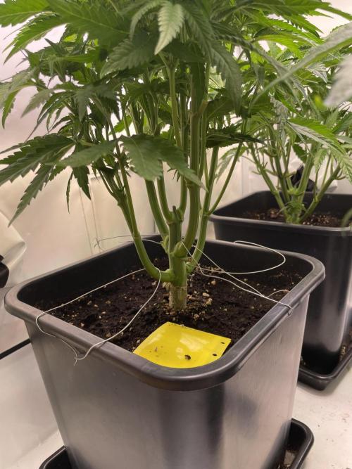 Hella3Jelly. Week 6