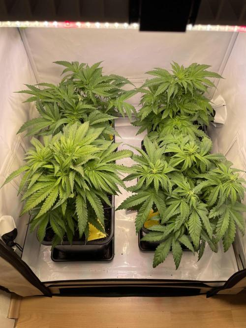 Hella3Jelly. Week 6
