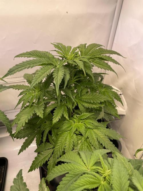 Hella3Jelly. Week 6