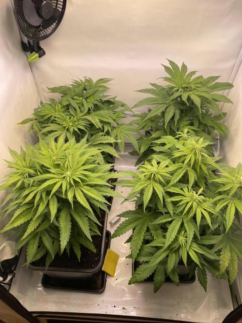 Hella3Jelly. Week 7