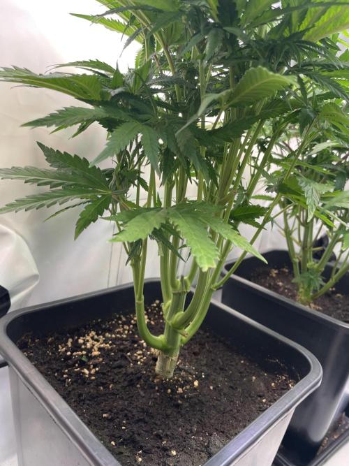 Hella3Jelly. Week 7