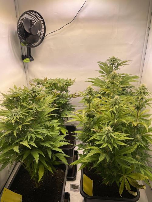 Hella3Jelly. Week 8