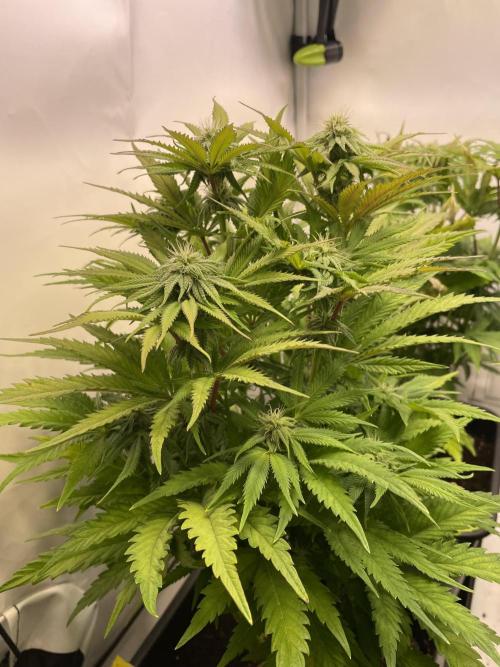 Hella3Jelly. Week 8