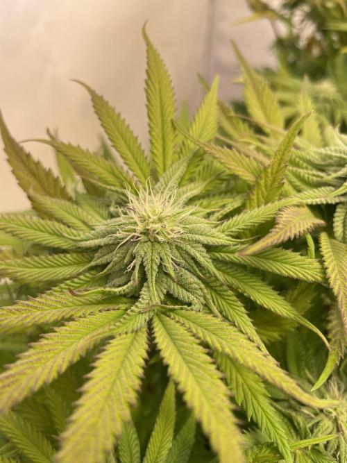 Hella3Jelly. Week 8