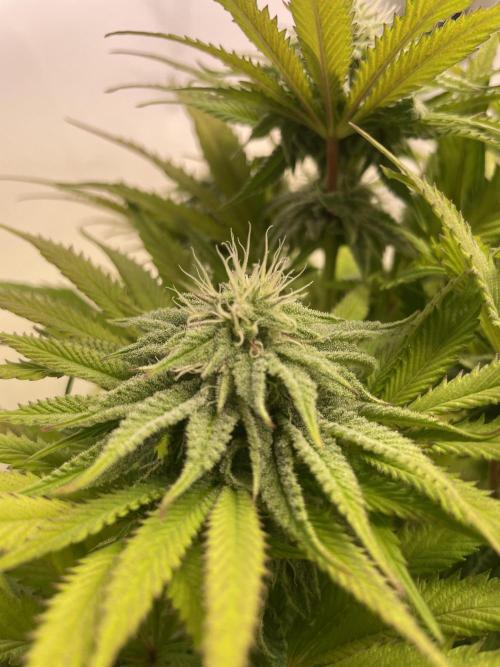 Hella3Jelly. Week 9