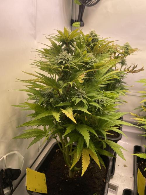 Hella3Jelly. Week 9