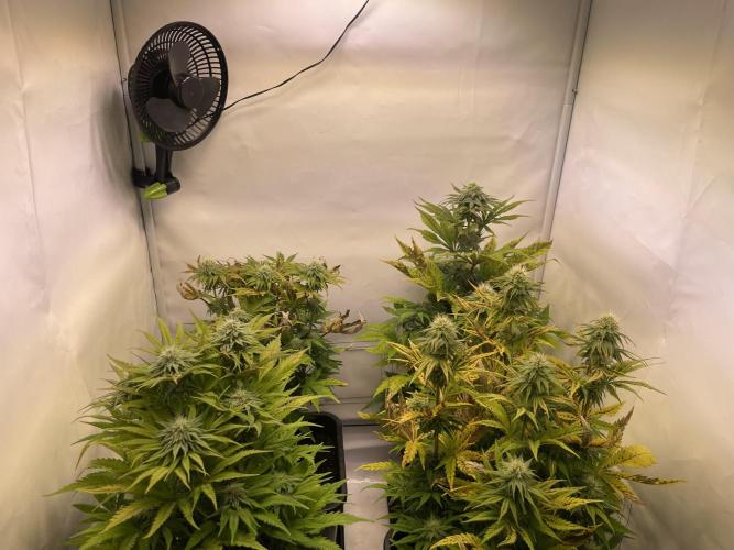 Hella3Jelly. Week 9