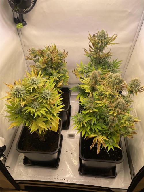 Hella3Jelly. Week 10