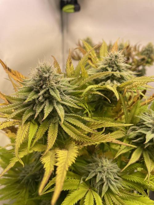 Hella3Jelly. Week 10