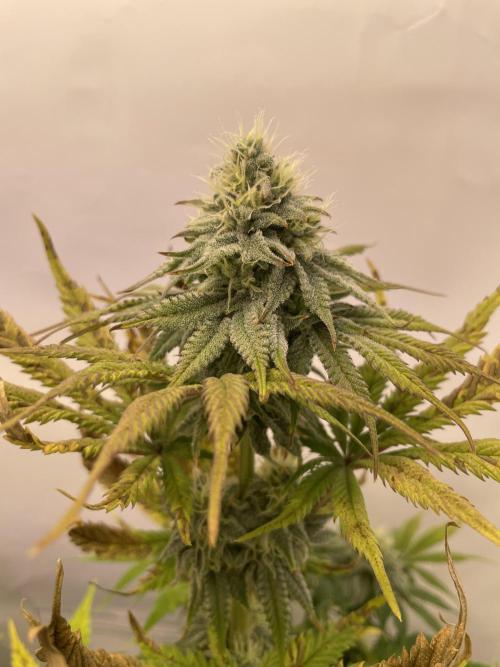 Hella3Jelly. Week 10