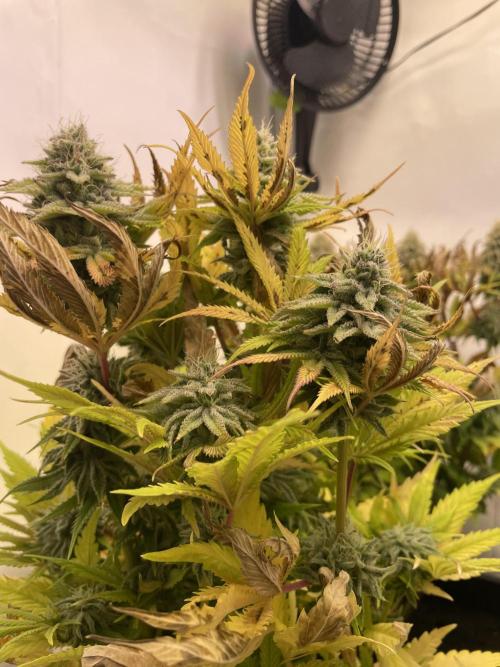 Hella3Jelly. Week 11