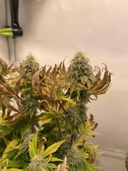 Hella3Jelly. Week 11