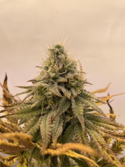 Hella3Jelly. Week 11
