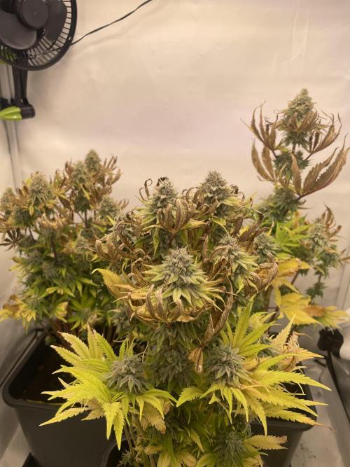 Hella3Jelly. Week 12
