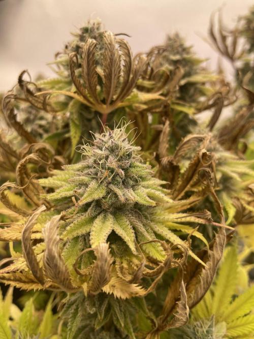 Hella3Jelly. Week 12