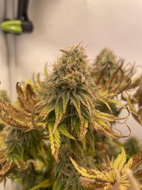 Hella3Jelly. Week 12