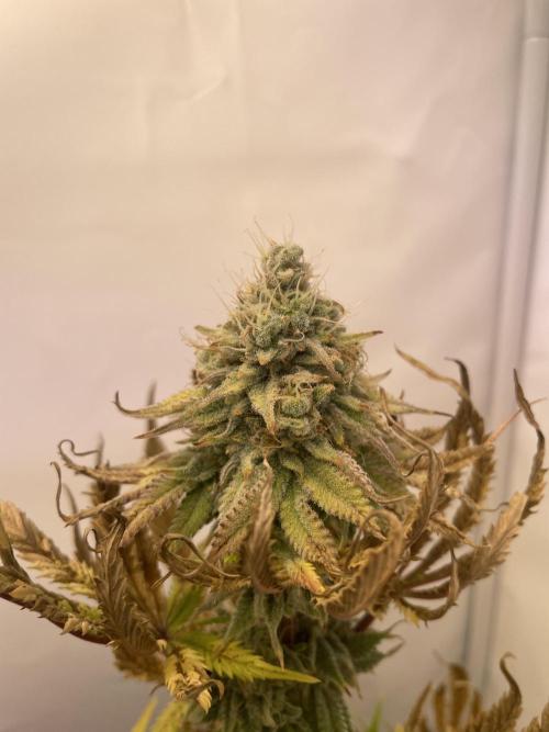 Hella3Jelly. Week 12