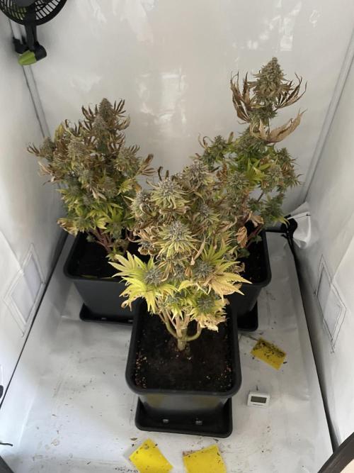 Hella3Jelly. Week 13