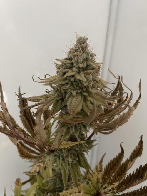 Hella3Jelly. Week 13
