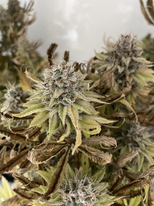 Hella3Jelly. Week 13
