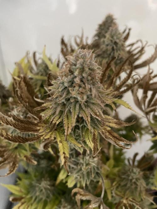 Hella3Jelly. Week 13