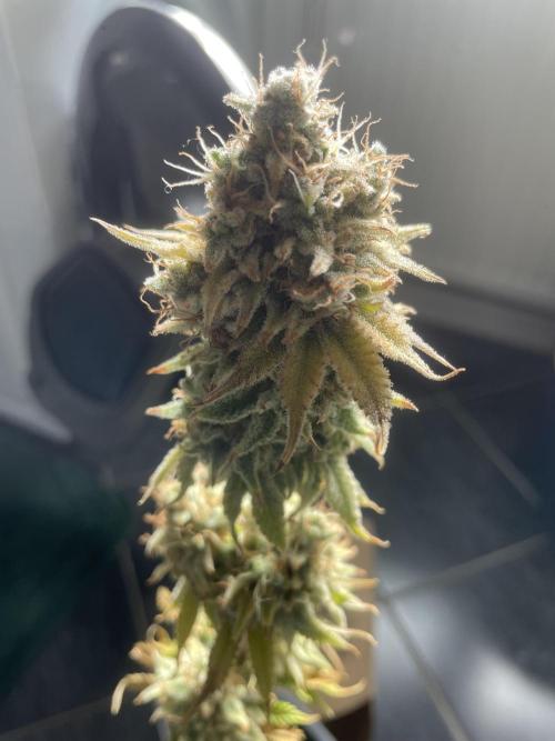 Hella3Jelly. Week 13