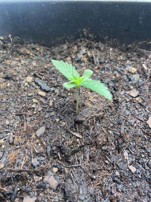 Pink Auto. Week 1