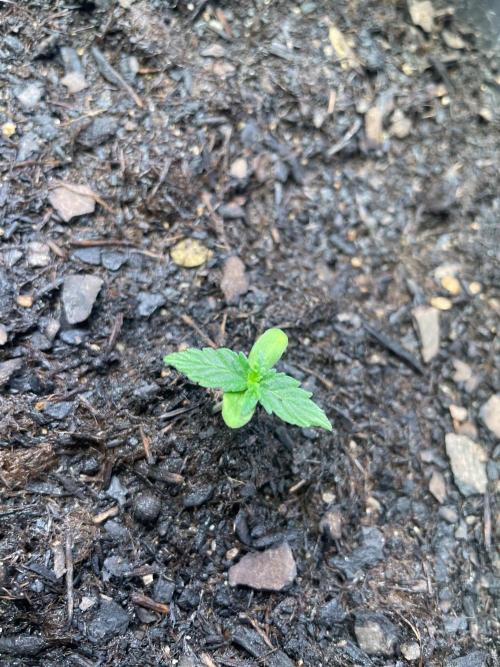 Pink Auto. Week 1