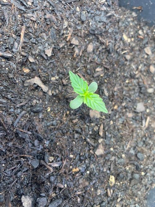 Pink Auto. Week 1
