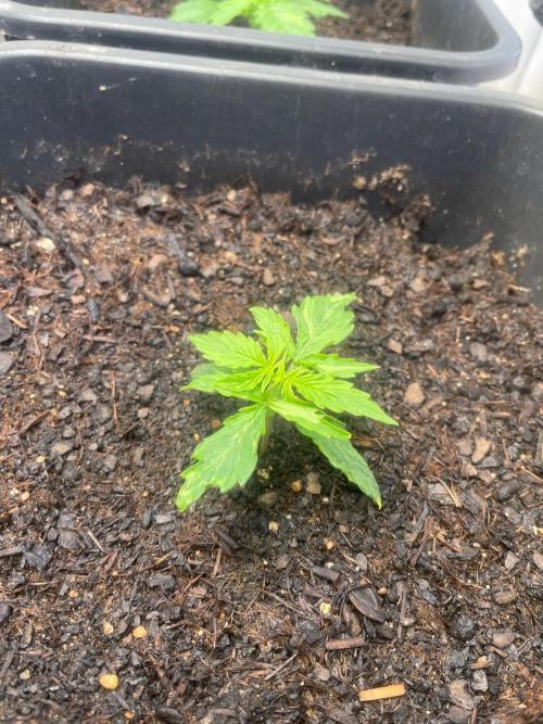 Pink Auto. Week 2