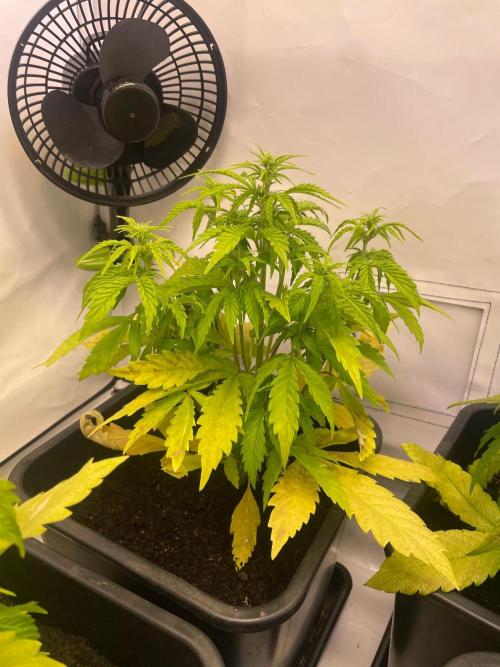 Pink Auto. Week 4