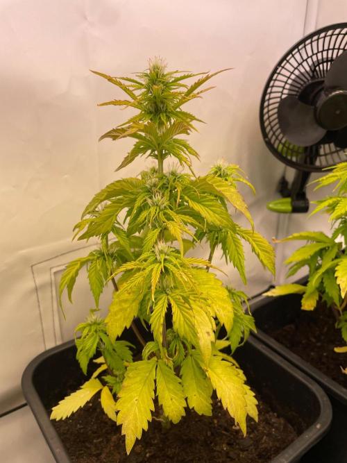 Pink Auto. Week 5