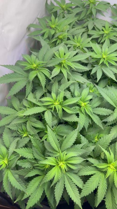 Indoor White Widow GHSC