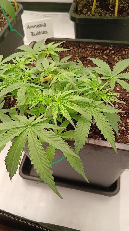 Auto Journey with FastBuds and Barney's