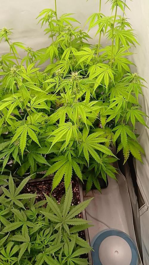 Auto Journey with FastBuds and Barney's