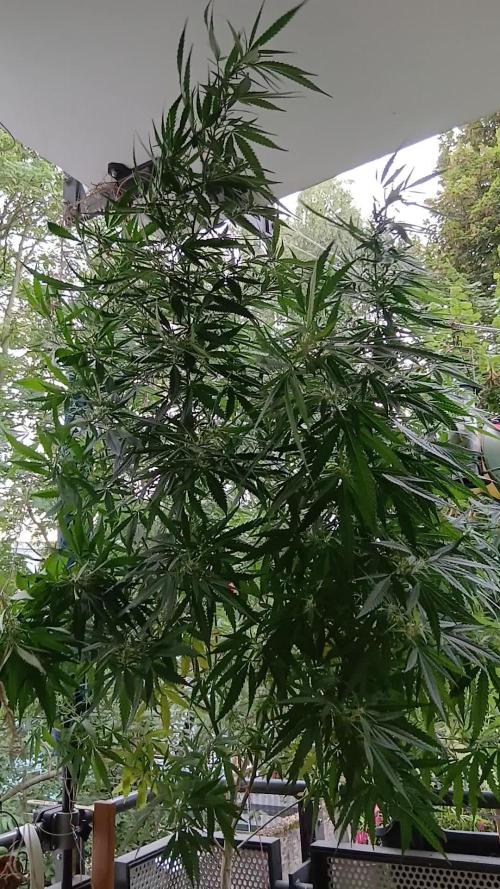 RQS Special Queen #1 Balcony